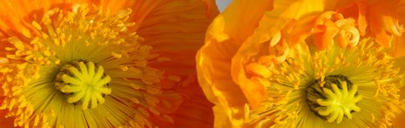 Blumen:
K 0444 Mohn